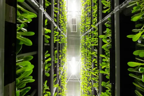 Vertical Farming 2.0: Can Urban Skyscrapers Feed the World in 2026?