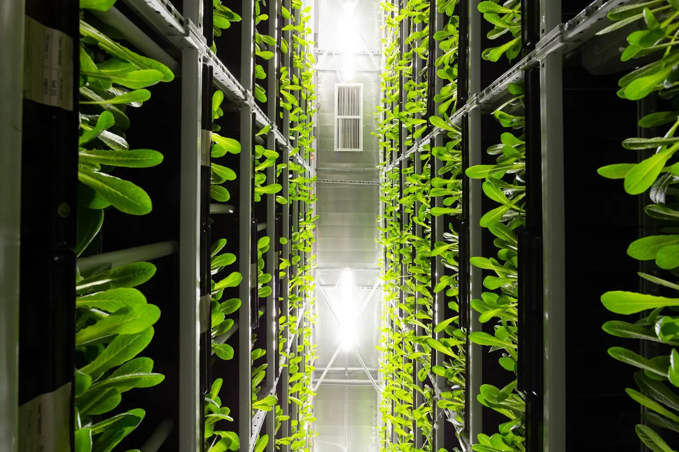Vertical Farming Trends 2026
